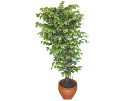 Ficus zel Starlight 1,75 cm   zmir Urla iek yolla 