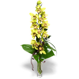  zmir Kordon uluslararas iek gnderme  1 dal orkide iegi - cam vazo ierisinde -