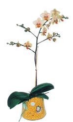  zmir Bayndr iek gnderme sitemiz gvenlidir  Phalaenopsis Orkide ithal kalite