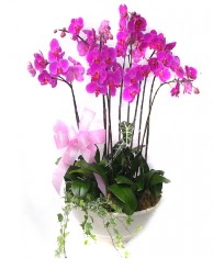 9 dal orkide saks iei  zmir Kemeralt iekiler 