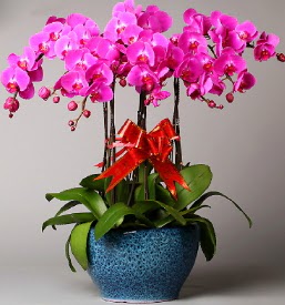 7 dall mor orkide  zmir Gaziemir hediye iek yolla 