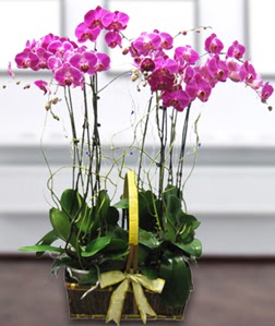 4 dall mor orkide  zmir Kemeralt iekiler 