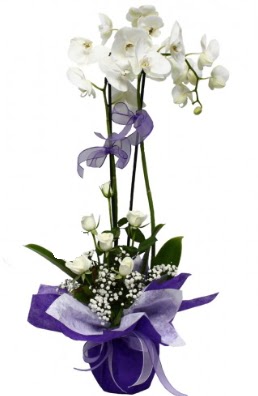 2 dall beyaz orkide 5 adet beyaz gl  zmir Pasaport kaliteli taze ve ucuz iekler 