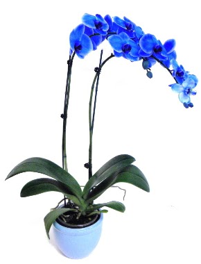 Seramikli 2 dall sper esiz mavi orkide  zmir Karabalar ieki maazas 