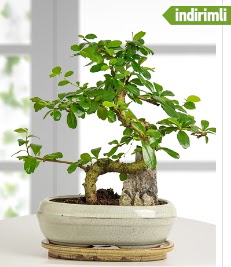 S eklinde ithal gerek bonsai japon aac  zmir Yeniehir yurtii ve yurtd iek siparii 