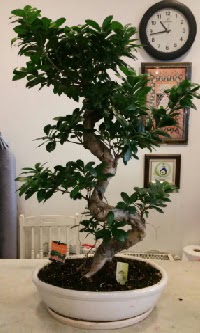 100 cm yksekliinde dev bonsai japon aac  zmir Gztepe valikona cicek , cicekci 