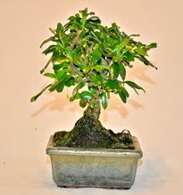 Zelco bonsai saks bitkisi  zmir Karabalar ieki maazas 