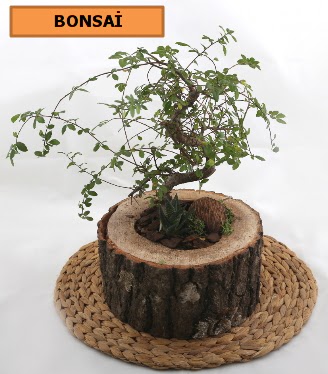 Doal aa ktk ierisinde bonsai bitkisi  zmir Gmldr cicekciler , cicek siparisi 