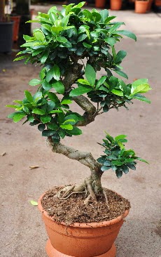 Orta boy bonsai saks bitkisi  zmir Meta iek yolla , iek gnder , ieki  