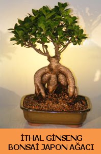 thal japon aac ginseng bonsai sat  zmir Gztepe valikona cicek , cicekci 