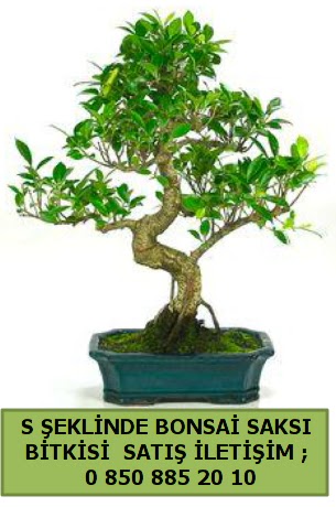 thal S eklinde dal erilii bonsai sat  zmir Karata 14 ubat sevgililer gn iek 