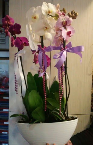 Mor ve beyaz ve pembe 6 dall orkide  zmir Gmrk iek servisi , ieki adresleri 