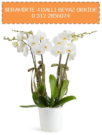 Seramikte 4 dall beyaz orkide  zmir Mithatpaa online ieki , iek siparii 