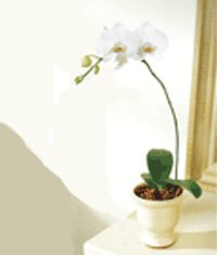  zmir Karata 14 ubat sevgililer gn iek  Saksida kaliteli bir orkide