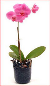  zmir Konak iek siparii sitesi  Phalaenopsis Orchid Plant