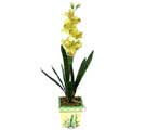zel Yapay Orkide Sari  zmir Menemen online iek gnderme sipari 