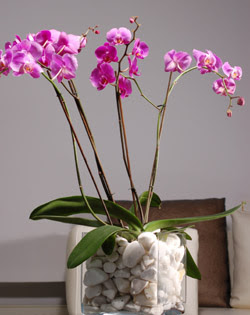  zmir Paaliman gvenli kaliteli hzl iek  2 dal orkide cam yada mika vazo ierisinde