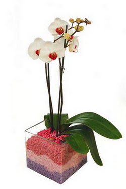  zmir Bayrakl ieki telefonlar  tek dal cam yada mika vazo ierisinde orkide