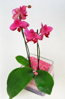  zmir Pasaport kaliteli taze ve ucuz iekler  tek dal cam yada mika vazo ierisinde orkide