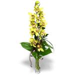 zmir Kordon uluslararas iek gnderme  1 dal orkide iegi - cam vazo ierisinde -