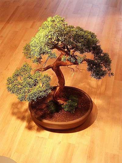 ithal bonsai saksi iegi  zmir Konak iek siparii sitesi 