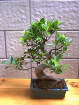 ithal bonsai saksi iegi  zmir ankaya ucuz iek gnder 