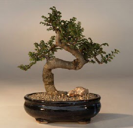 ithal bonsai saksi iegi  zmir Alsancak iek sat 