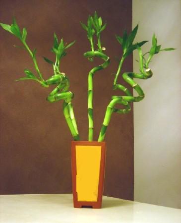 Lucky Bamboo 5 adet vazo ierisinde  zmir Yeniehir yurtii ve yurtd iek siparii 