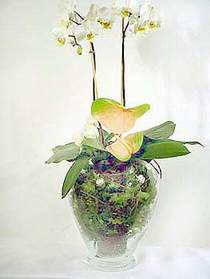  zmir Fevzipaa hediye sevgilime hediye iek  Cam yada mika vazoda zel orkideler
