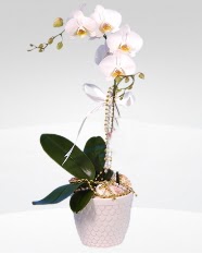1 dall orkide saks iei  zmir Menderes iek siparii vermek 