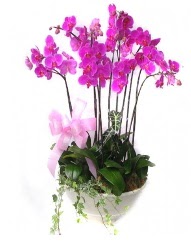 9 dal orkide saks iei  zmir Kemeralt iekiler 