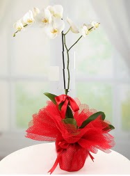 1 dal beyaz orkide saks iei  zmir Narldere internetten iek siparii 