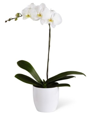 1 dall beyaz orkide  zmir Alsancak iek sat 