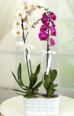 1 mor 1 dal beyaz thal orkide sepet ierisinde  zmir Konak iek siparii sitesi 