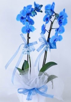 2 dall mavi orkide  zmir Yeniehir yurtii ve yurtd iek siparii 