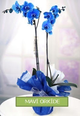 2 dall mavi orkide  zmir Mithatpaa online ieki , iek siparii 