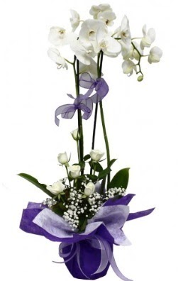 2 dall beyaz orkide 5 adet beyaz gl  zmir Pasaport kaliteli taze ve ucuz iekler 
