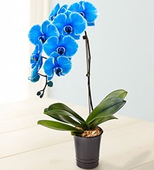 1 dall sper esiz mavi orkide  zmir Konak iek siparii sitesi 