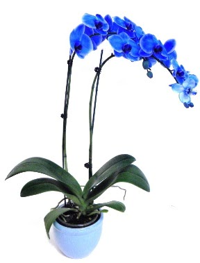 Seramikli 2 dall sper esiz mavi orkide  zmir Karabalar ieki maazas 