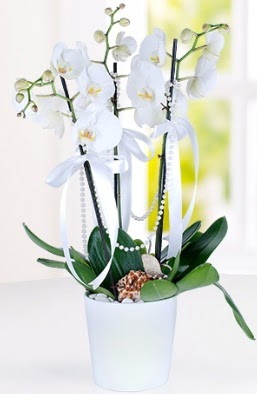 3 dall beyaz orkide  zmir Kordon uluslararas iek gnderme 