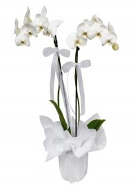 2 dall beyaz orkide  zmir Kemeralt iekiler 