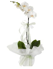1 dal beyaz orkide iei  zmir Bornova nternetten iek siparii 