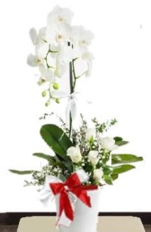 Tek dall beyaz orkide 5 beyaz gl  zmir Paaliman gvenli kaliteli hzl iek 
