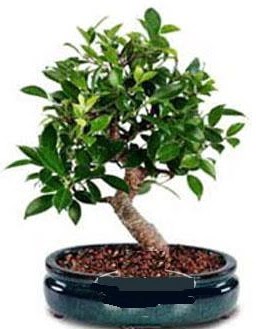 5 yanda japon aac bonsai bitkisi  zmir Konak iek , ieki , iekilik 