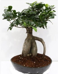 5 yanda japon aac bonsai bitkisi  zmir Yeniehir yurtii ve yurtd iek siparii 