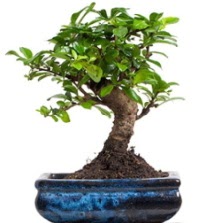 5 yanda japon aac bonsai bitkisi  zmir Fevzipaa hediye sevgilime hediye iek 