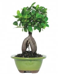 5 yanda japon aac bonsai bitkisi  zmir Urla iek yolla 