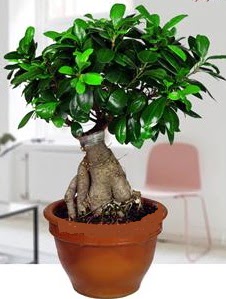 5 yanda japon aac bonsai bitkisi  zmir Bayndr iek gnderme sitemiz gvenlidir 