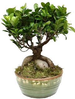 Japon aac bonsai saks bitkisi  zmir Gztepe valikona cicek , cicekci 