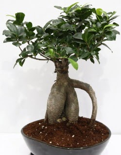Japon aac bonsai saks bitkisi  zmir Kordon uluslararas iek gnderme 
